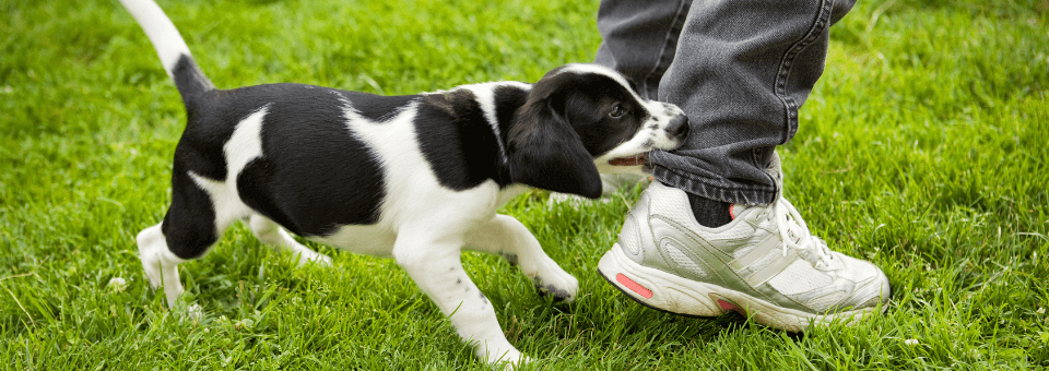 perro muerde