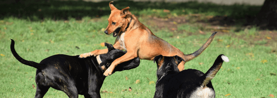 como socializar a un perro