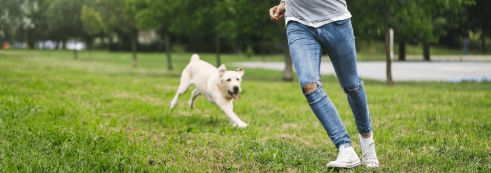 Cómo Ser Un Buen Líder Para Mi Perro